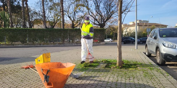 Ayuntamiento de Sevilla pone en marcha un nuevo plan especial de refuerzo para desbroces, retirada de naranjas del suelo y recogida selectiva de residuos con la contratación de 121 trabajadores.