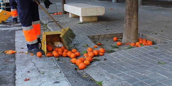 El Ayuntamiento,  a través de Lipasam, pone en marcha el plan de refuerzo para la recogida de la naranja amarga caída al suelo con 46 contrataciones y un presupuesto de 138.000 euros