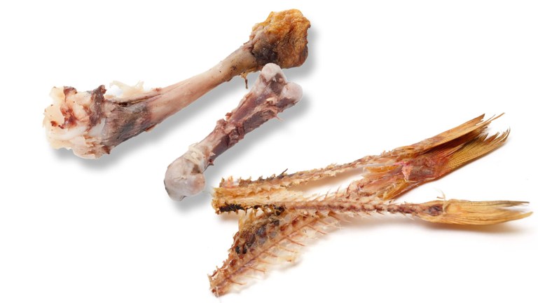 restos de carne y pescado.jpg